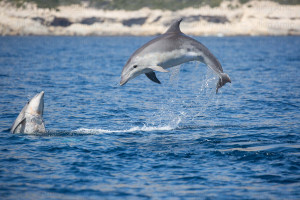 Grands dauphins dans les calanques de Marseille