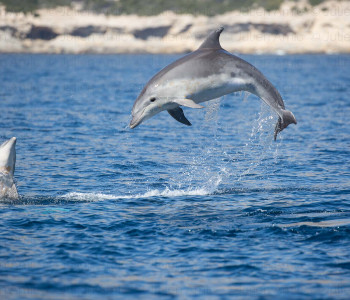 Grands dauphins dans les calanques de Marseille