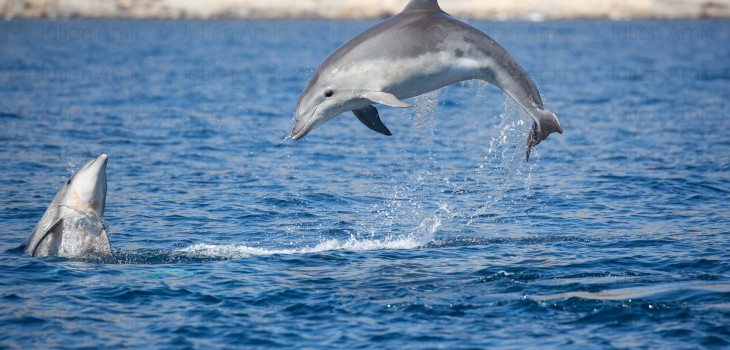 Grands dauphins dans les calanques de Marseille