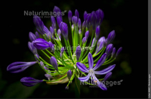 Agapanthes, Madère, Julien Amic