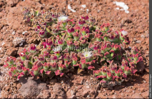 Ficoïde glaciale, Madère, Julien Amic