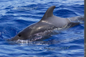 Globicéphale tropical, Globicephala macrorhynchus, Madère, Julien Amic