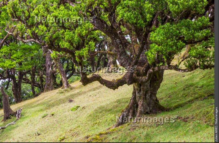 Til, laurier de Madère, laurier fétide, Madère, Julien Amic
