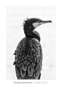 Grand cormoran, oeil, Julien Amic