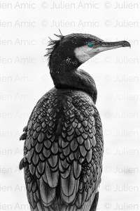 L'oeil du cormoran - tirage original fine art Artphotolimited.com - Julien Amic