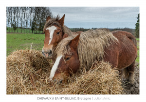 Chevaux à Saint-Suliac - Julien Amic
