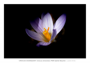 Crocus changeant - Crocus versicolor - Parc naturel régional de la Sainte Baume - Julien Amic