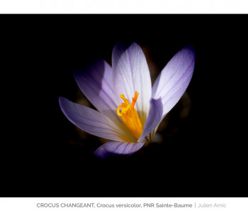 Crocus changeant - Crocus versicolor - Parc naturel régional de la Sainte Baume - Julien Amic