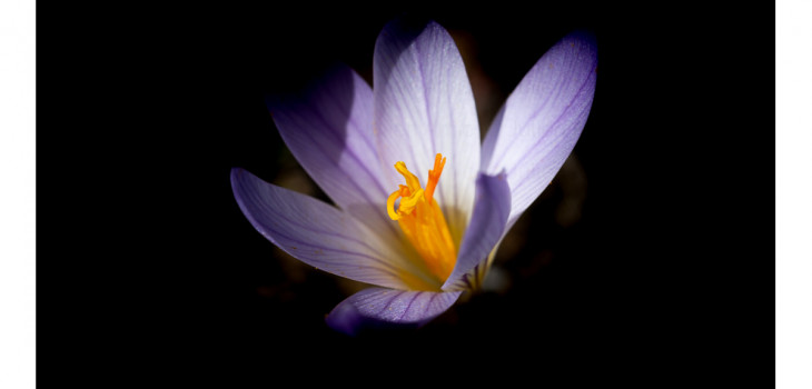 Crocus changeant - Crocus versicolor - Parc naturel régional de la Sainte Baume - Julien Amic