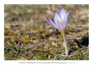 Crocus changeant - Crocus versicolor - Parc naturel régional de la Sainte Baume - Julien Amic