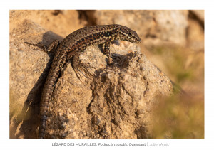 Lézard des murailles - Ouessant - Julien Amic