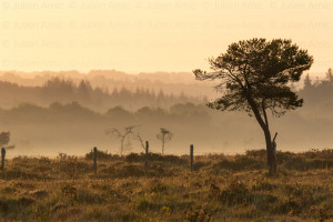 Brume sur les landes du Cragou - julien Amic