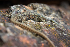 Lézard des murailles au Corréjou - Julien Amic