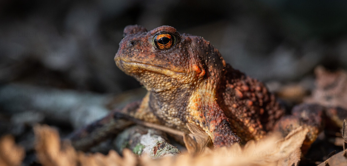 Crapaud épineux, Buffo spinosus - Julien Amic