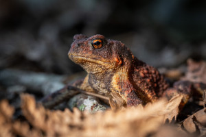 Crapaud épineux, Buffo spinosus - Julien Amic