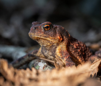 Crapaud épineux, Buffo spinosus - Julien Amic