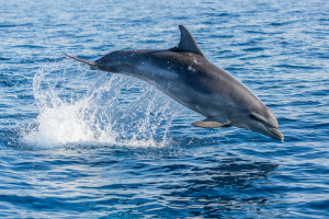 Grand dauphin - Julien Amic
