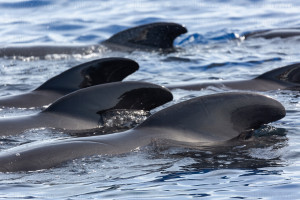 Globicéphales noirs - Julien Amic