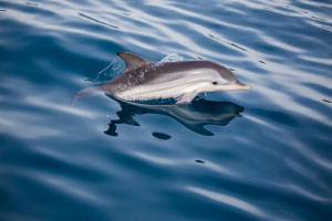 Dauphin bleu et blanc juvénile - Julien Amic