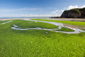 Algues vertes sur la plage du Ris - Julien Amic - Ouessant, Molène Sein. Îles d'Iroise