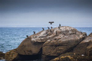 Cormorans - Julien Amic - Ouessant, Molène Sein. Îles d'Iroise