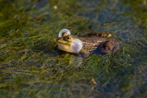 grenouille verte à Biguglia - Julien Amic - Ouessant, Molène Sein. Îles d'Iroise