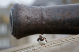 tournepierre à Saint Malo - Julien Amic - Ouessant, Molène Sein. Îles d'Iroise