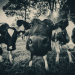 Vaches Prim Holstein - Julien Amic