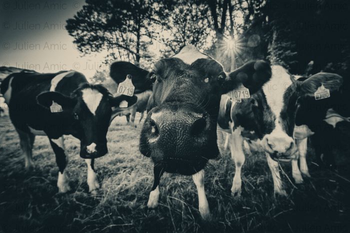 Vaches Prim Holstein - Julien Amic