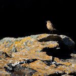 Traquet motteux dans la lumière - Julien Amic