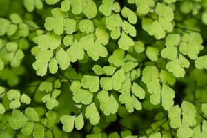 Capillaire de Montpellier, Madère - Julien Amic - agence Naturimages