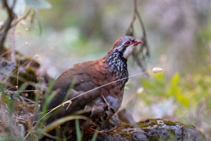 Perdrix rouge, Madère - Julien Amic - agence Naturimages