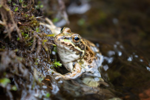 Grenouille de Pérez, Madère - Julien Amic - agence Naturimages