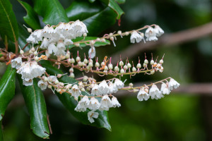 Arbre à muguet, Madère - Julien Amic - agence Naturimages