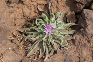 Giroflée de Madère, Madère - Julien Amic - agence Naturimages