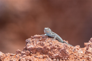 Lézard de Madère - Julien Amic - agence Naturimages