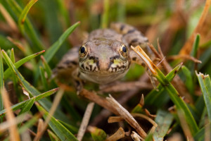 Jeune grenouille de Pérez, Madère - Julien Amic - agence Naturimages