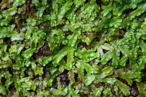 Fougère scolopendre, Madère - Julien Amic - agence Naturimages