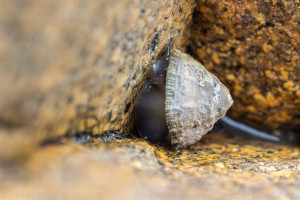 patelle commune, Patella vulgata - Naturimages - Julien Amic