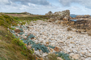 Plage de gros galets à bréhat - naturimages - Julien Amic