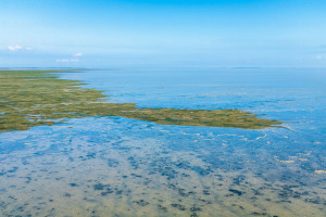 Réserve de Moëze-Oléron - Naturimages - Julien Amic