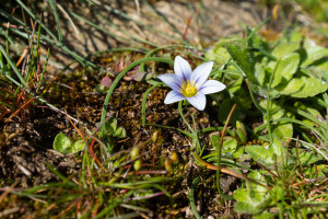 Romulée à petites fleurs - Naturimages - Julien Amic