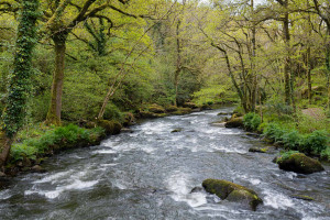 L'Odet - Naturimages - Julien Amic