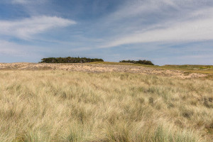 Dunes de sable et oyats à Quiberon - Naturimages - julien Amic