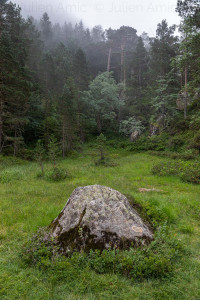 Forêt embrumée gave de Gaube - Julien Amic - Naturimages