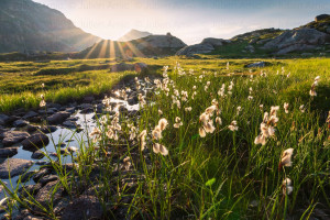 Linaigrettes aux lacs d'Opale - Julien Amic - Naturimages