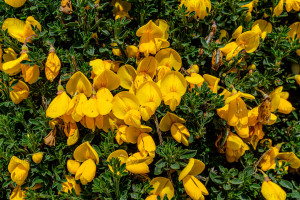Genêt à balais en fleurs - Naturimages - julien Amic