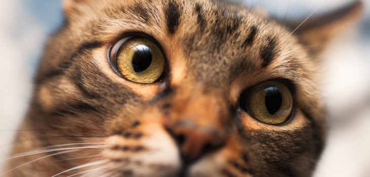 Regard de chat - Julien Amic