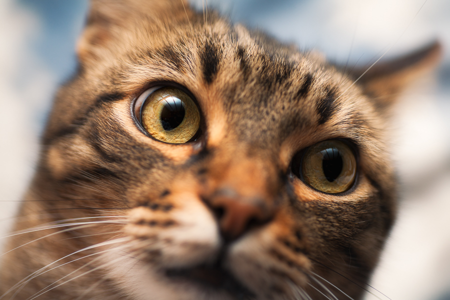 Regard de chat - Julien Amic